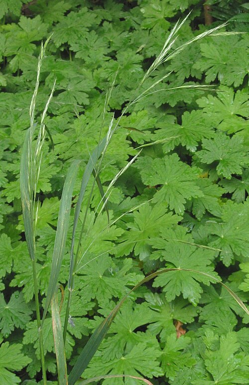 Bromus commutatus (Bromus commutatus)