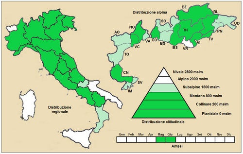 Bromus commutatus: Forasacco allungato (Bromus commutatus) - Distribuzione in Italia