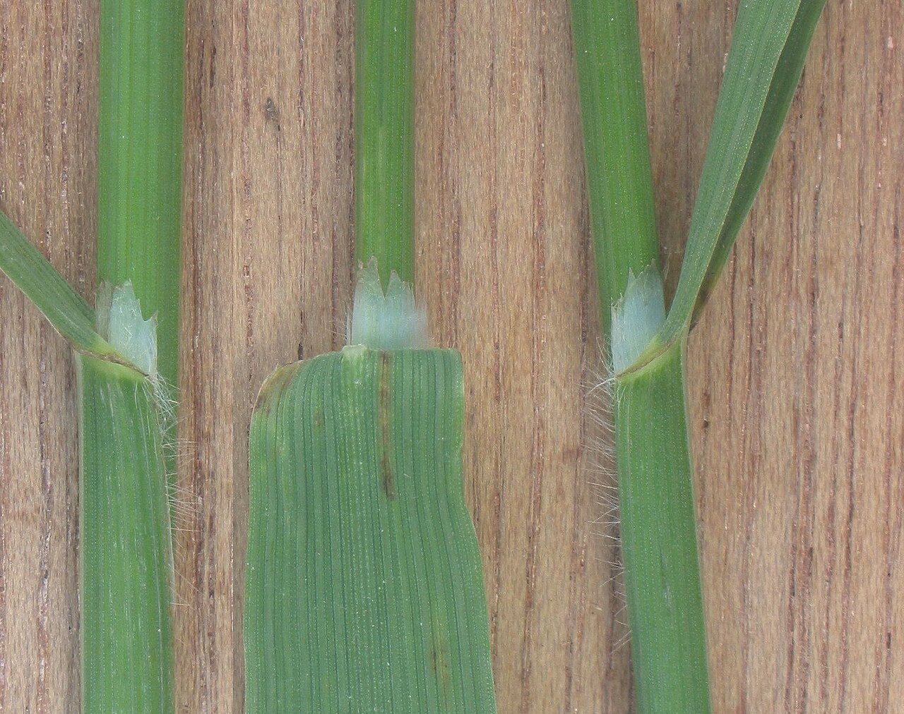 Bromus commutatus (Bromus commutatus)