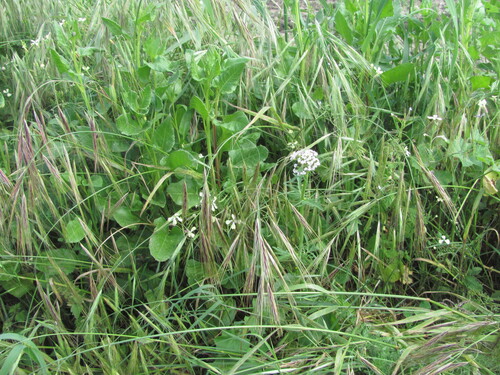 Ripgut brome (Bromus diandrus)