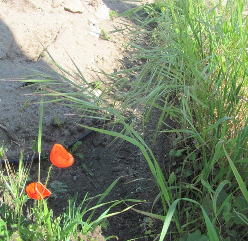 Ripgut brome (Bromus diandrus)
