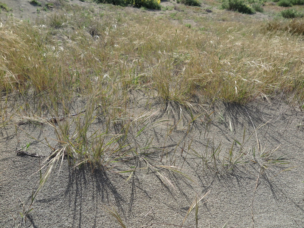 Ripgut brome (Bromus diandrus)