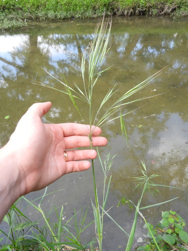 Ripgut brome (Bromus diandrus)