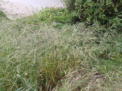 Ripgut brome (Bromus diandrus)