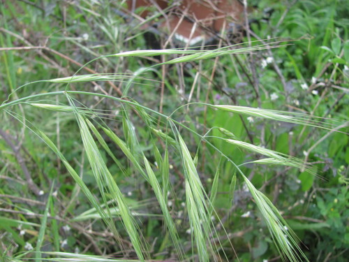 Ripgut brome (Bromus diandrus)