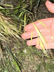 Ripgut brome (Bromus diandrus)