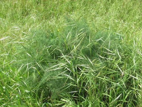 Ripgut brome (Bromus diandrus)
