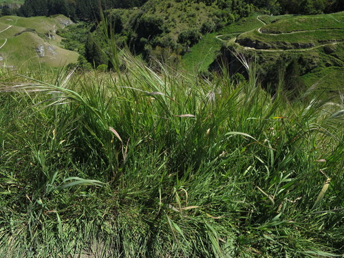 Ripgut brome (Bromus diandrus)