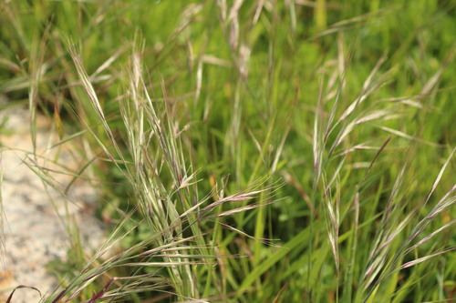 Ripgut brome (Bromus diandrus)