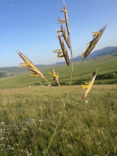 Erect brome (Bromus erectus)