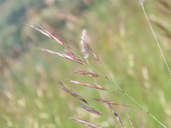 Erect brome (Bromus erectus)