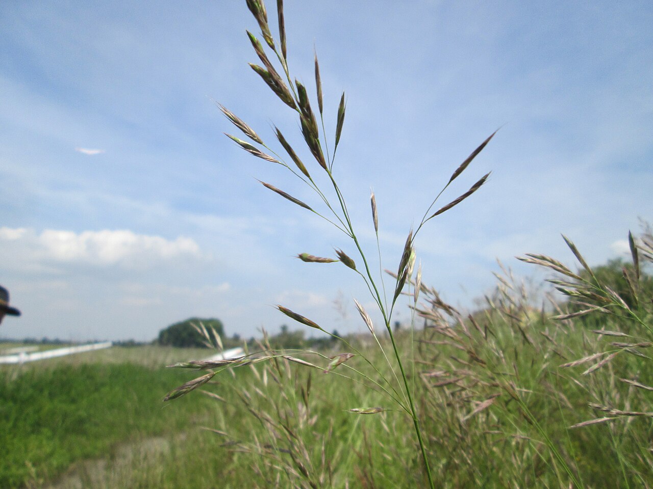 Erect brome: Aufrechte Trespe ( Bromus erectus ) am Kraichbachdamm am Rand vom Landschaftsschutzgebiet „Hockenheimer Rheinbogen“