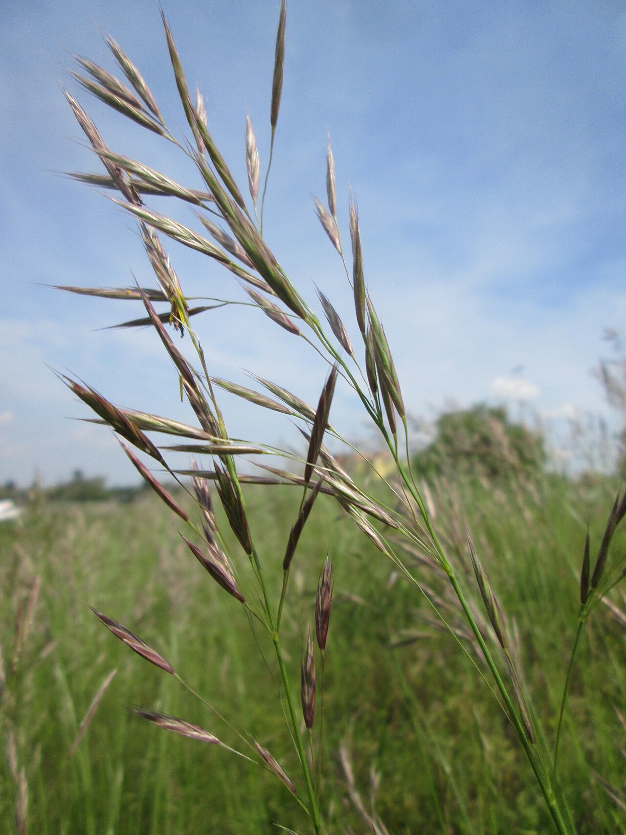 Erect brome: Aufrechte Trespe ( Bromus erectus ) am Kraichbachdamm am Rand vom Landschaftsschutzgebiet „Hockenheimer Rheinbogen“