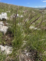 Erect brome (Bromus erectus)