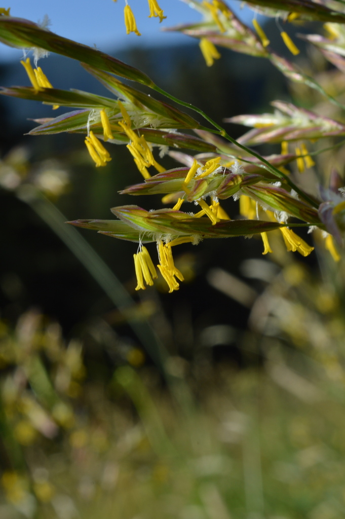 Erect brome (Bromus erectus)
