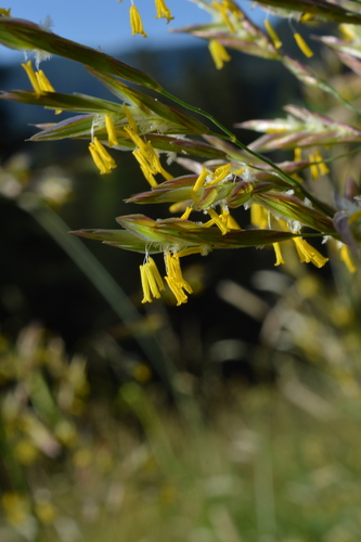 Erect brome (Bromus erectus)