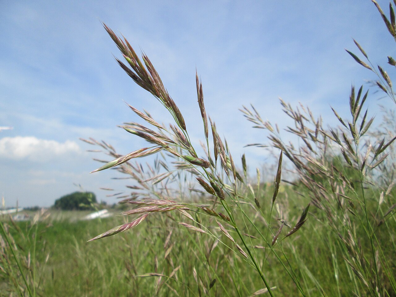 Erect brome: Aufrechte Trespe ( Bromus erectus ) am Kraichbachdamm am Rand vom Landschaftsschutzgebiet „Hockenheimer Rheinbogen“