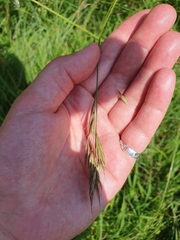 Erect brome (Bromus erectus)