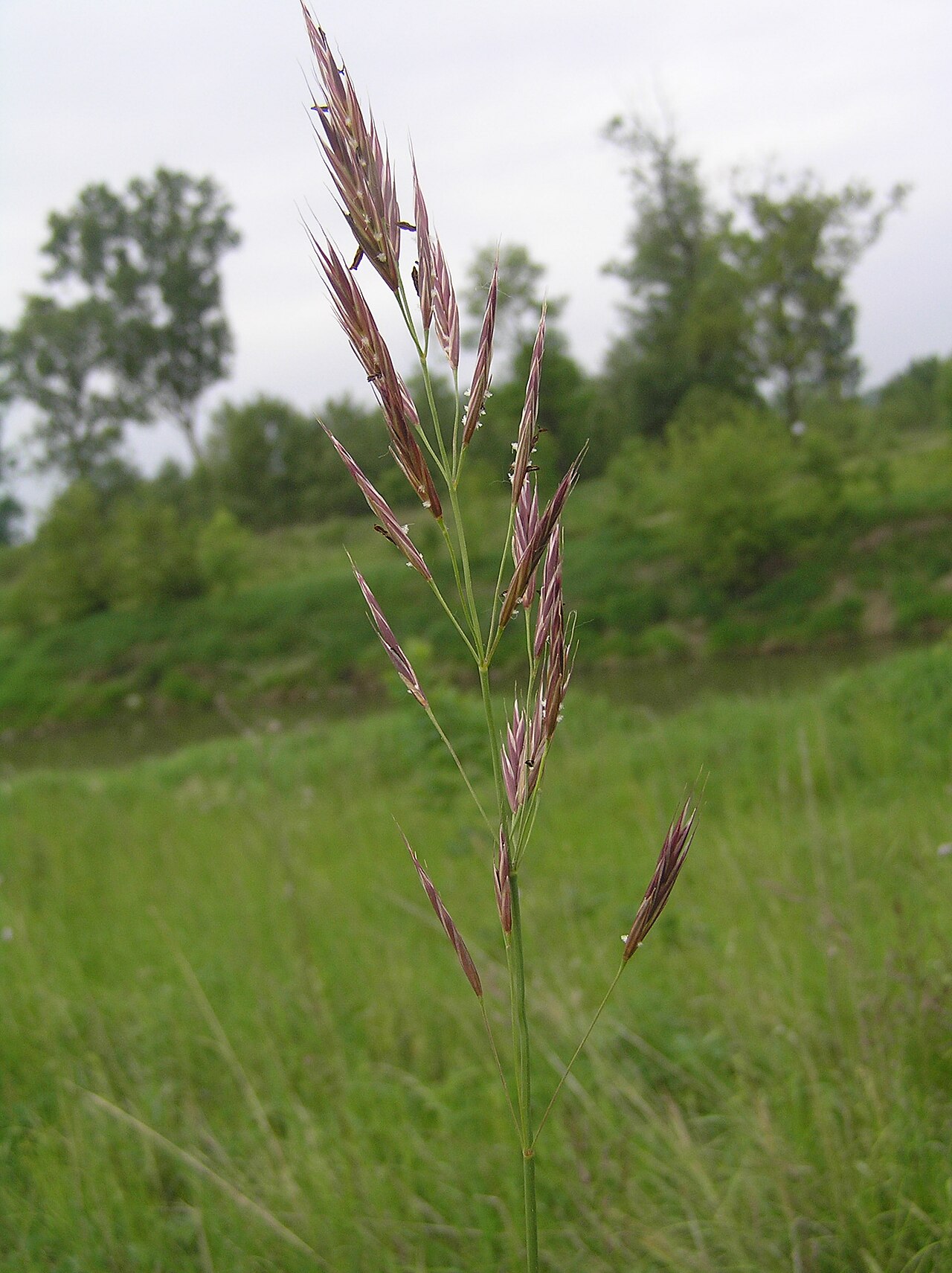 Erect brome: Bromus erectus, Dub nad Moravou, Moravia, Czech Republic