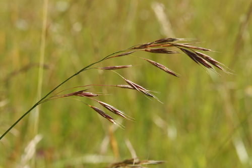Erect brome (Bromus erectus)