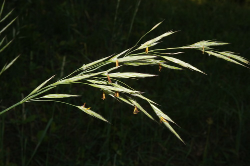 Erect brome (Bromus erectus)