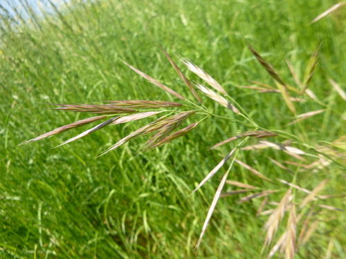 Erect brome (Bromus erectus)
