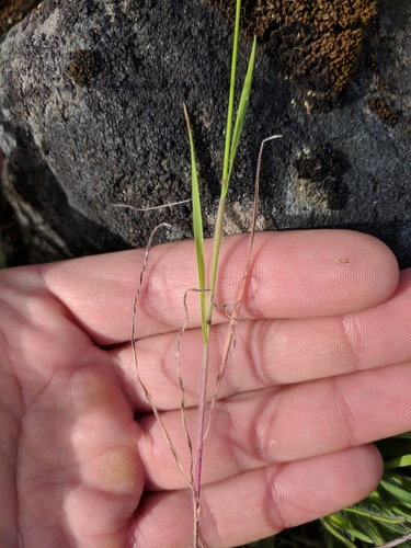 Soft brome (Bromus hordeaceus)