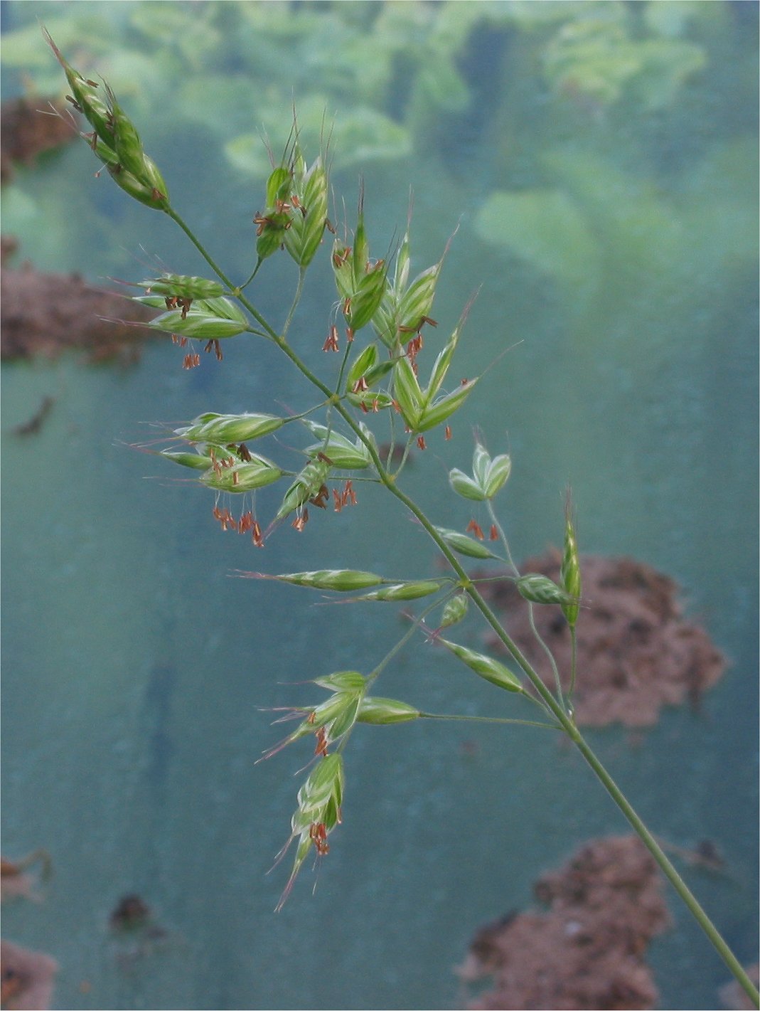 Soft brome: (nl:Zachte dravik in bloei) flowering Bromus mollis;