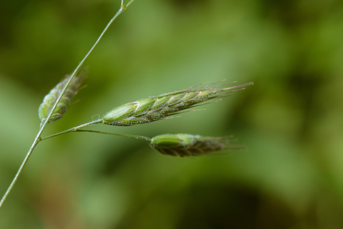 Soft brome (Bromus hordeaceus)
