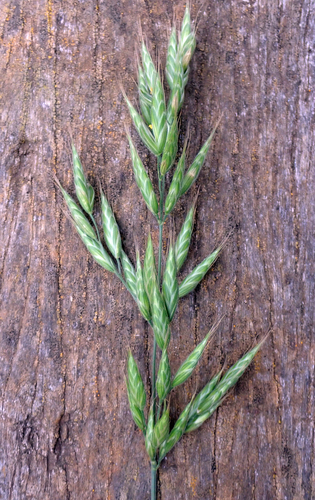 Soft brome (Bromus hordeaceus)