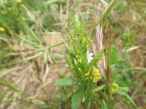 Soft brome (Bromus hordeaceus)