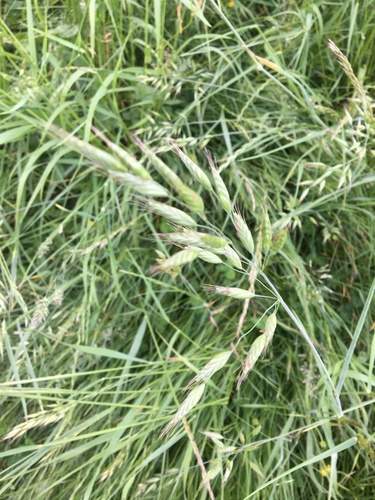Soft brome (Bromus hordeaceus)