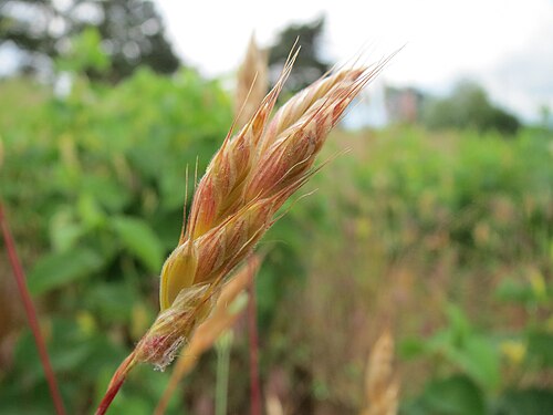 Soft brome: Weiche Trespe ( Bromus hordeaceus ) an der Friedenshöhe