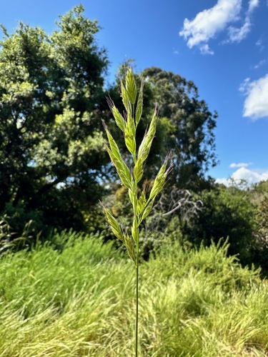 Soft brome (Bromus hordeaceus)
