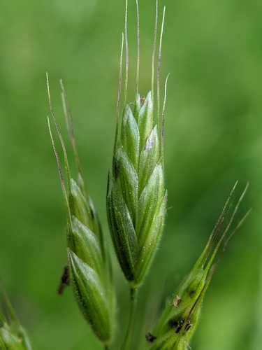 Soft brome (Bromus hordeaceus)
