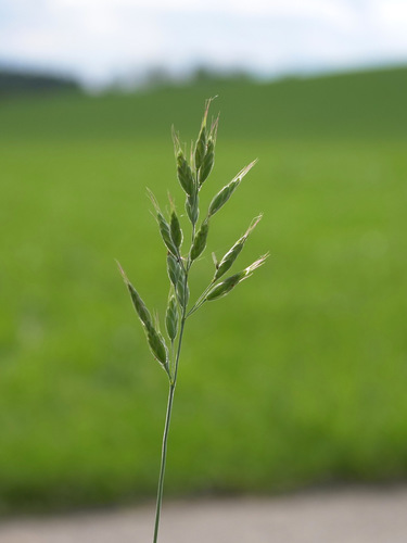 Soft brome (Bromus hordeaceus)