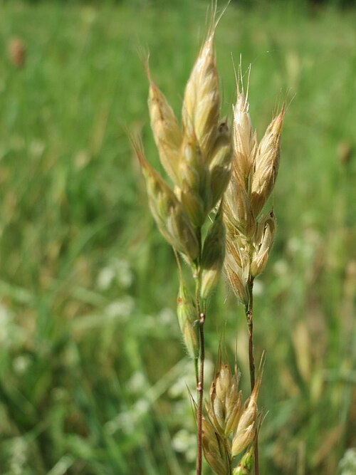 Soft brome: Weiche Trespe ( Bromus hordeaceus ) auf einer Streuobstwiese in Hockenheim