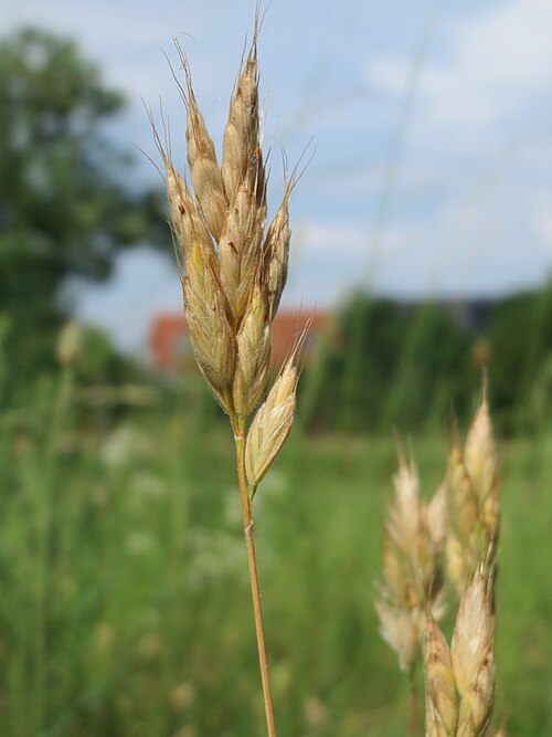 Soft brome: Weiche Trespe ( Bromus hordeaceus ) auf einer Streuobstwiese in Hockenheim
