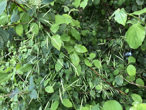 Smooth brome (Bromus inermis)