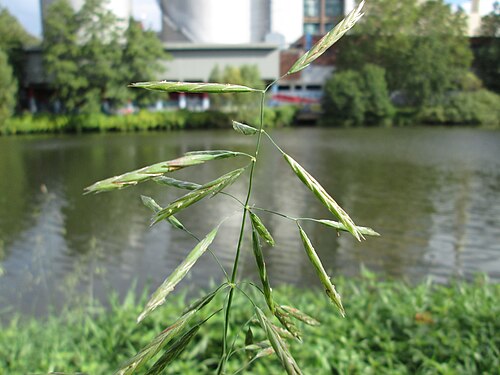 Smooth brome: Wehrlose Trespe ( Bromus inermis ) an der Saar in Saarbrücken