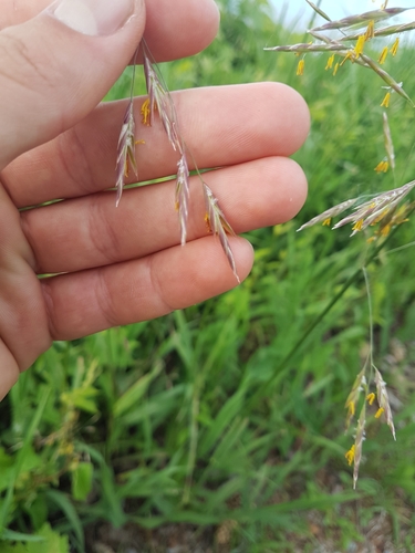 Smooth brome (Bromus inermis)