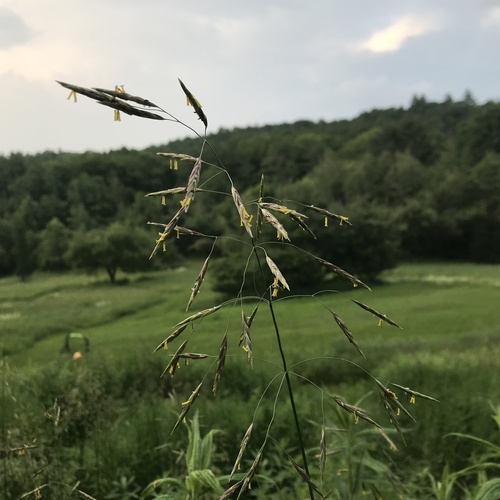 Smooth brome (Bromus inermis)