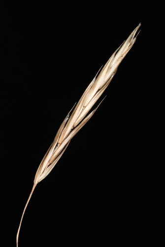 Smooth brome (Bromus inermis)