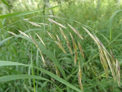 Smooth brome (Bromus inermis)