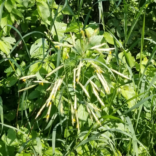 Smooth brome (Bromus inermis)