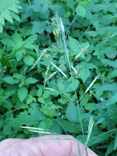 Smooth brome (Bromus inermis)