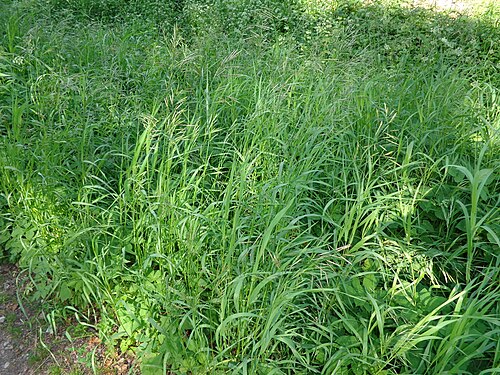 Smooth brome: Bromopsis inermis. Found in Rīga, Latvia