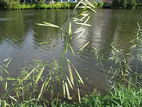 Smooth brome: Wehrlose Trespe ( Bromus inermis ) an der Saar in Saarbrücken