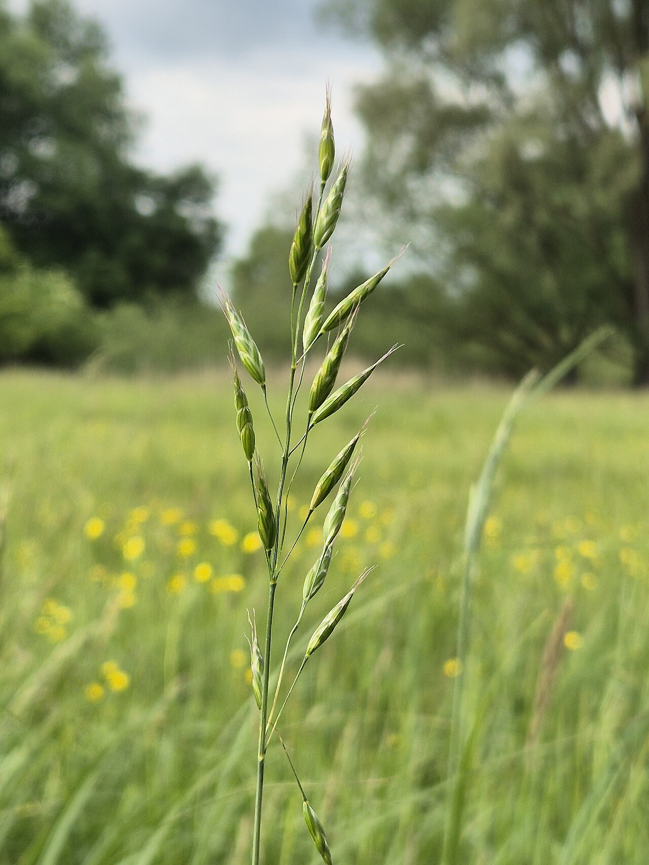 Bald brome: Panicle Taxonym: Bromus racemosus ss Fischer et al. EfÖLS 2008 ISBN 978-3-85474-187-9 Location: Wetland "In Hangen" north of Ulrichskirchen, district Mistelbach