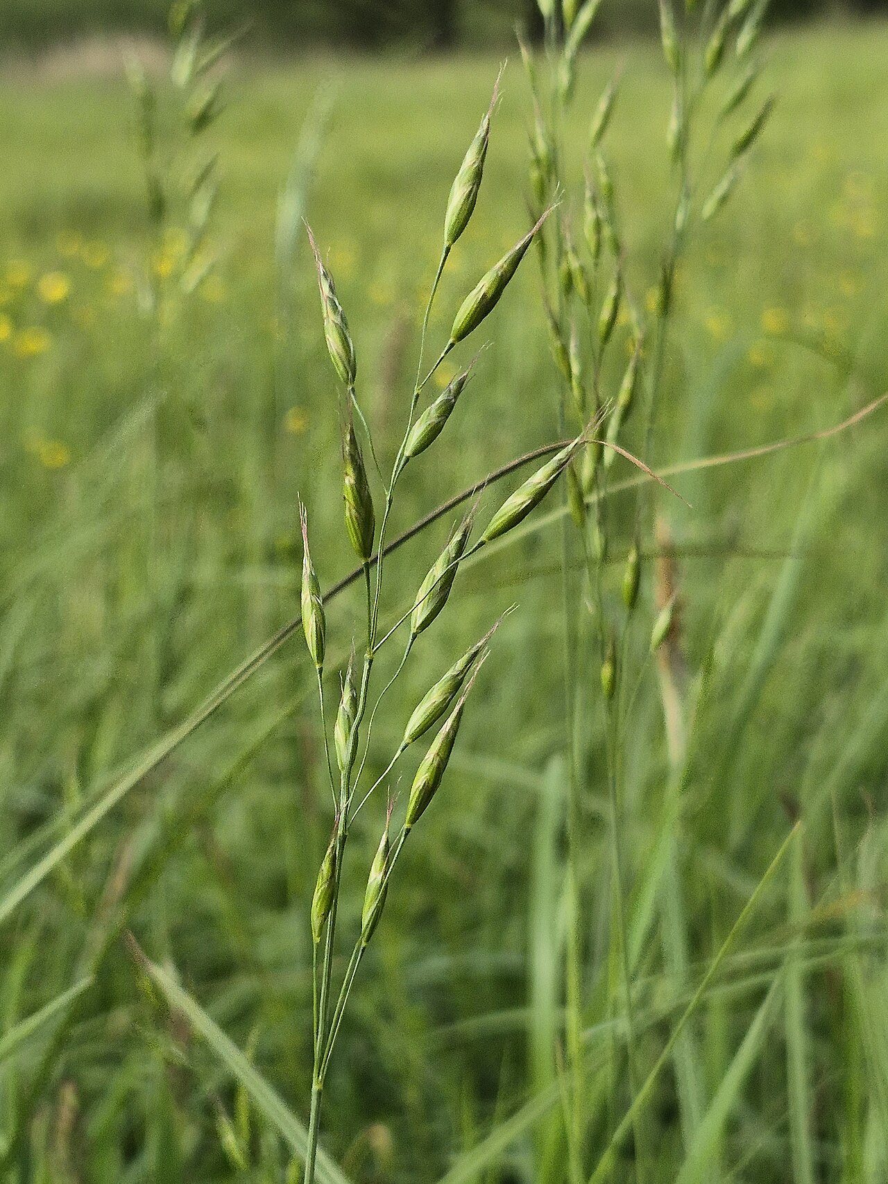Bald brome: Panicle Taxonym: Bromus racemosus ss Fischer et al. EfÖLS 2008 ISBN 978-3-85474-187-9 Location: Wetland "In Hangen" north of Ulrichskirchen, district Mistelbach